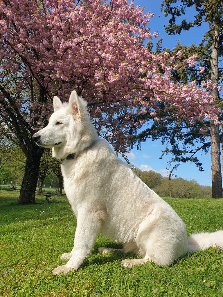 Sunam le conquerant Des chemins du poitou