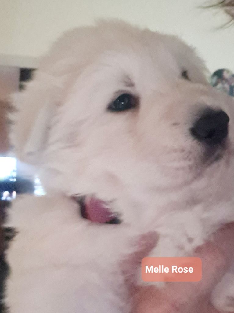 du Flo des Roses - Chiot disponible  - Berger Blanc Suisse