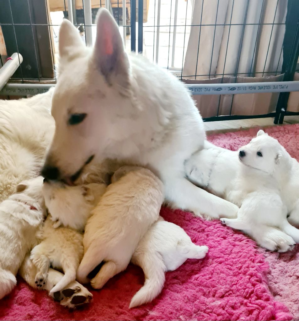 du Flo des Roses - Chiot disponible  - Berger Blanc Suisse