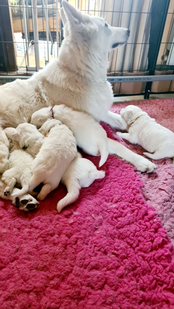 du Flo des Roses - Chiot disponible  - Berger Blanc Suisse