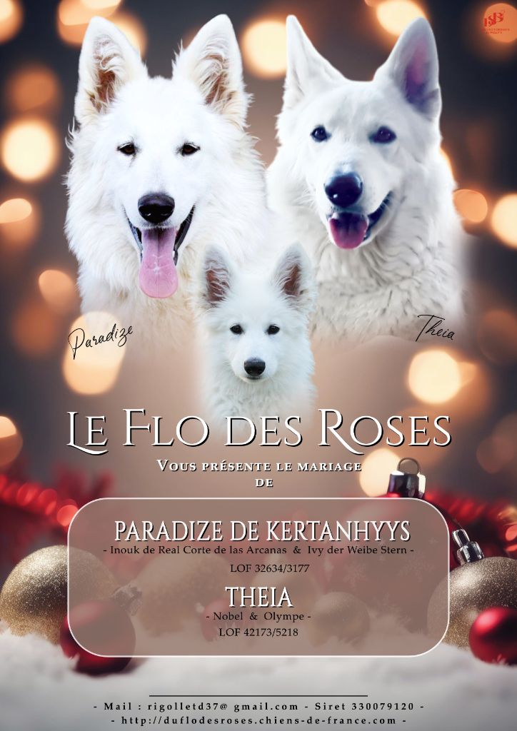 du Flo des Roses - Chiot disponible  - Berger Blanc Suisse