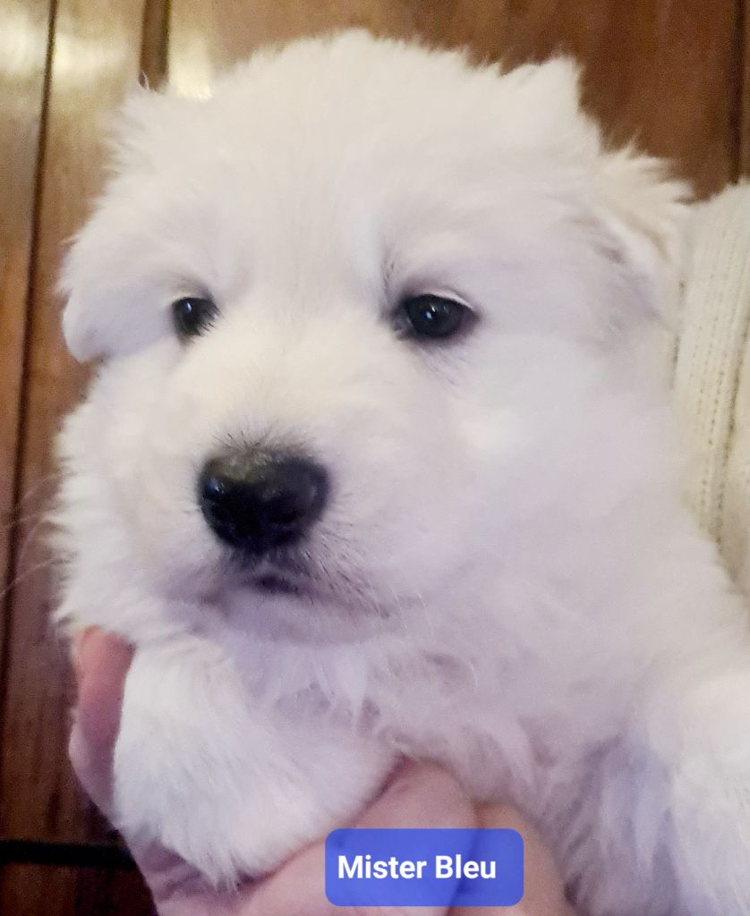 du Flo des Roses - Chiot disponible  - Berger Blanc Suisse