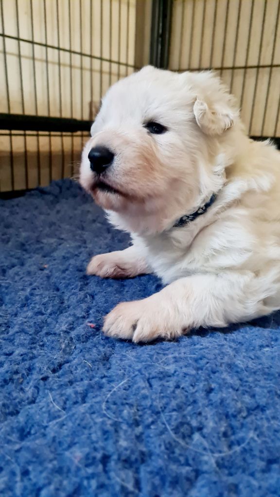 du Flo des Roses - Chiot disponible  - Berger Blanc Suisse