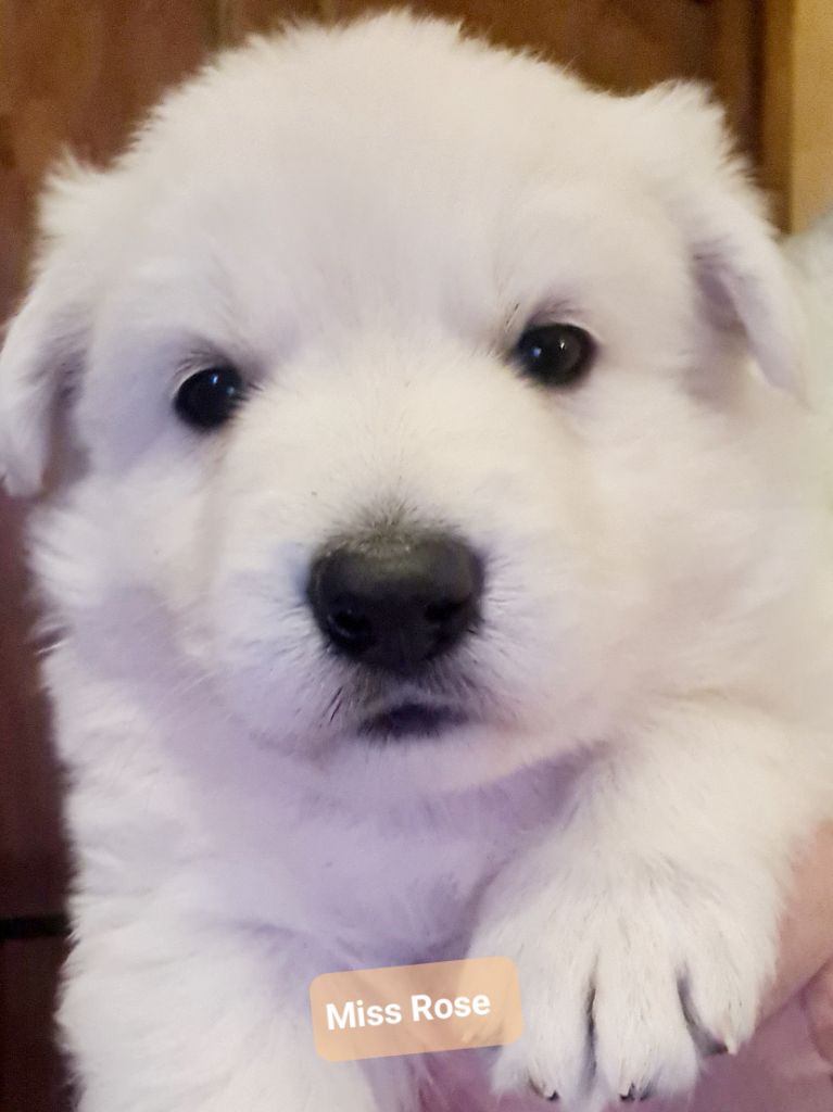 du Flo des Roses - Chiot disponible  - Berger Blanc Suisse