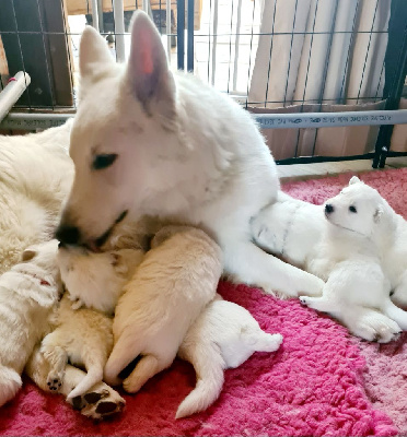 du Flo des Roses - Berger Blanc Suisse - Portée née le 29/12/2024