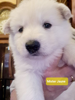 du Flo des Roses - Berger Blanc Suisse - Portée née le 29/12/2024