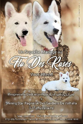 du Flo des Roses - Berger Blanc Suisse - Portée née le 17/09/2024