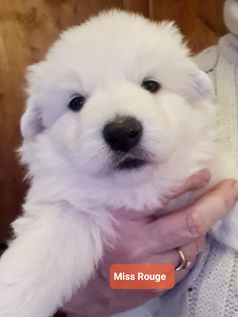 du Flo des Roses - Chiot disponible  - Berger Blanc Suisse