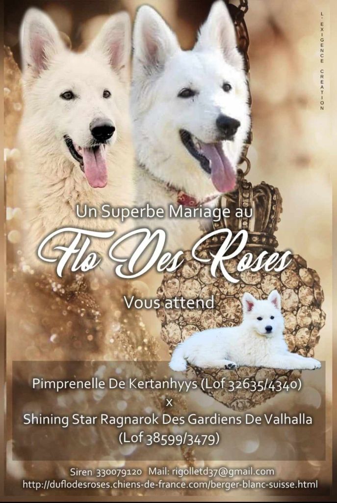 chiot Berger Blanc Suisse du Flo des Roses