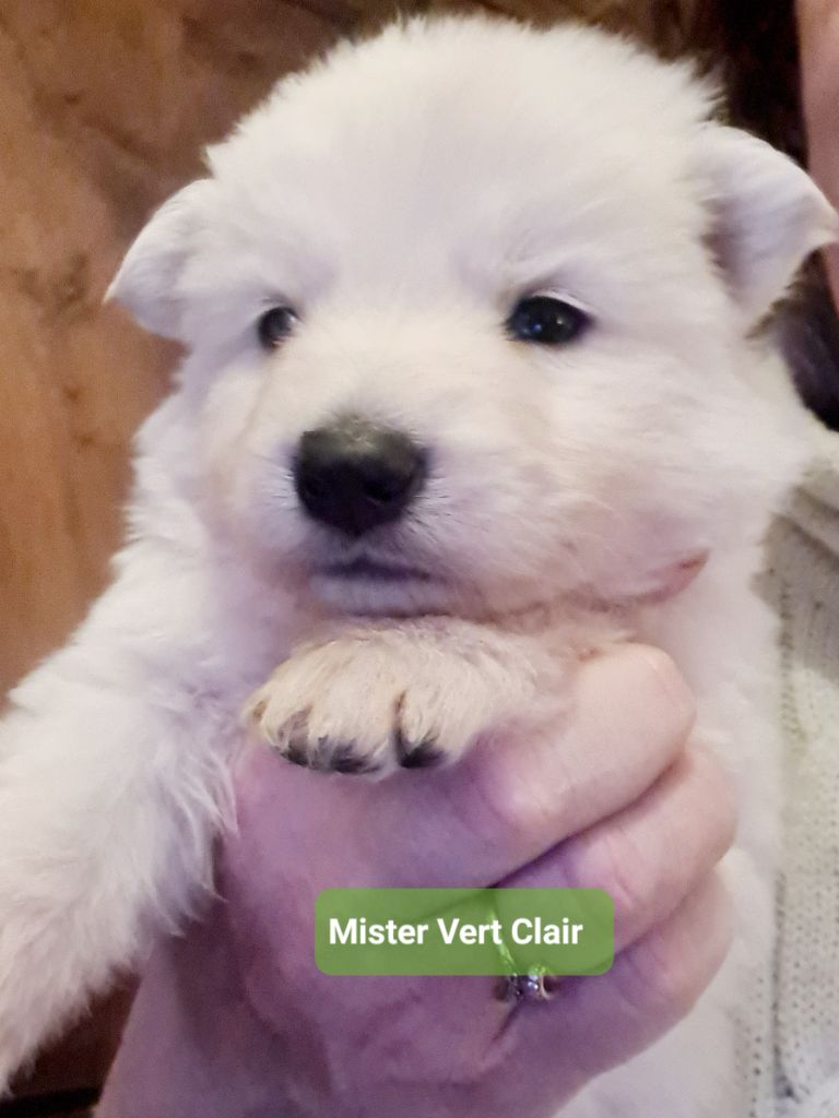 du Flo des Roses - Chiot disponible  - Berger Blanc Suisse