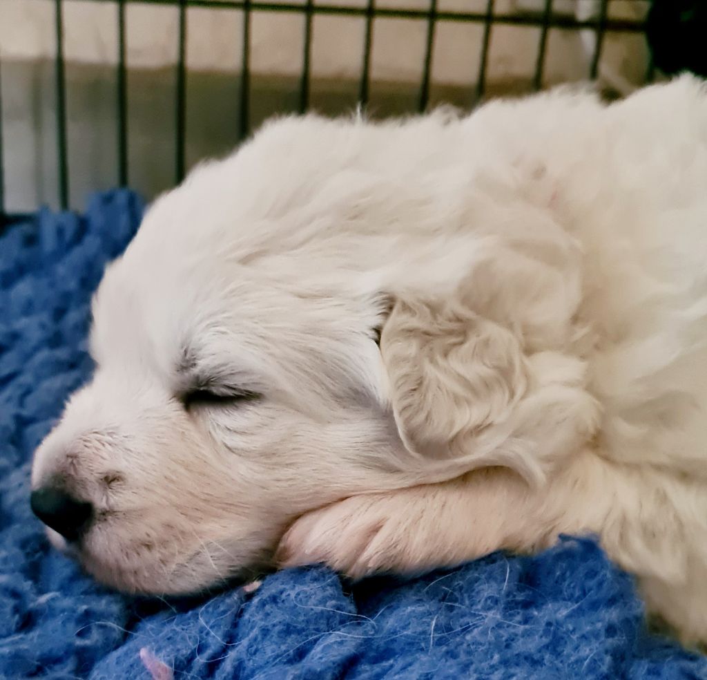 du Flo des Roses - Chiot disponible  - Berger Blanc Suisse