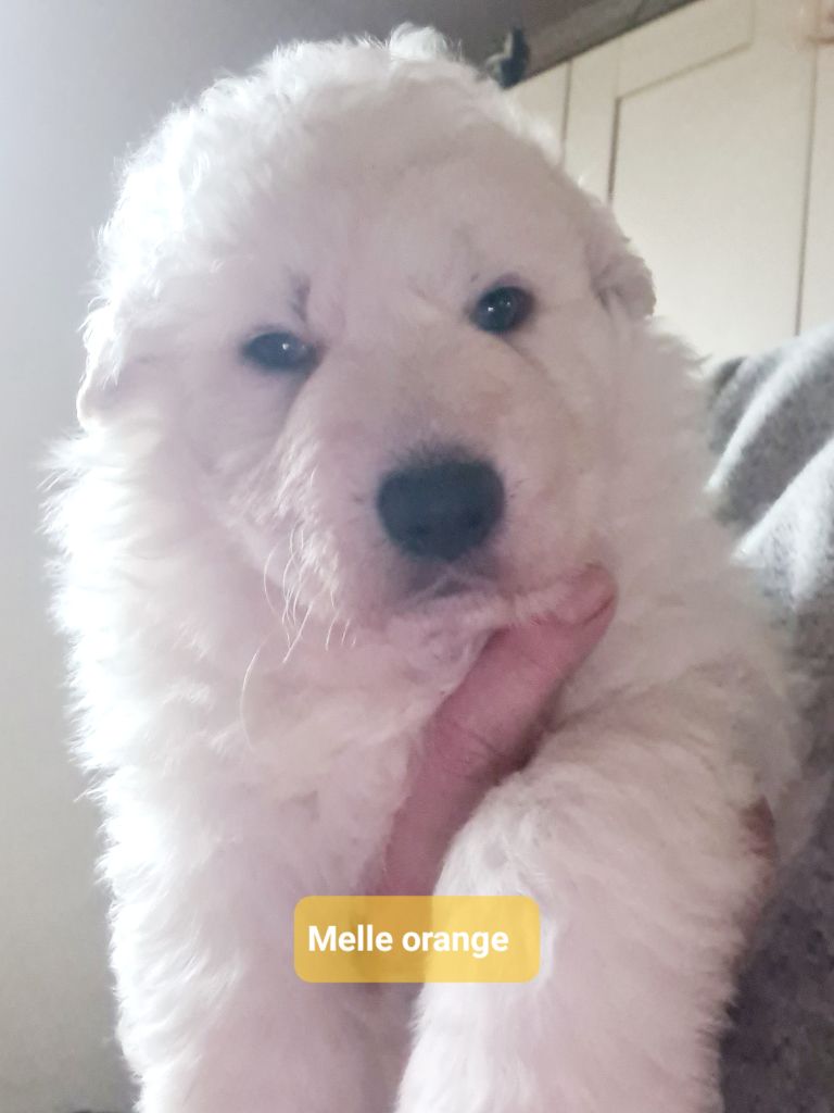 du Flo des Roses - Chiot disponible  - Berger Blanc Suisse