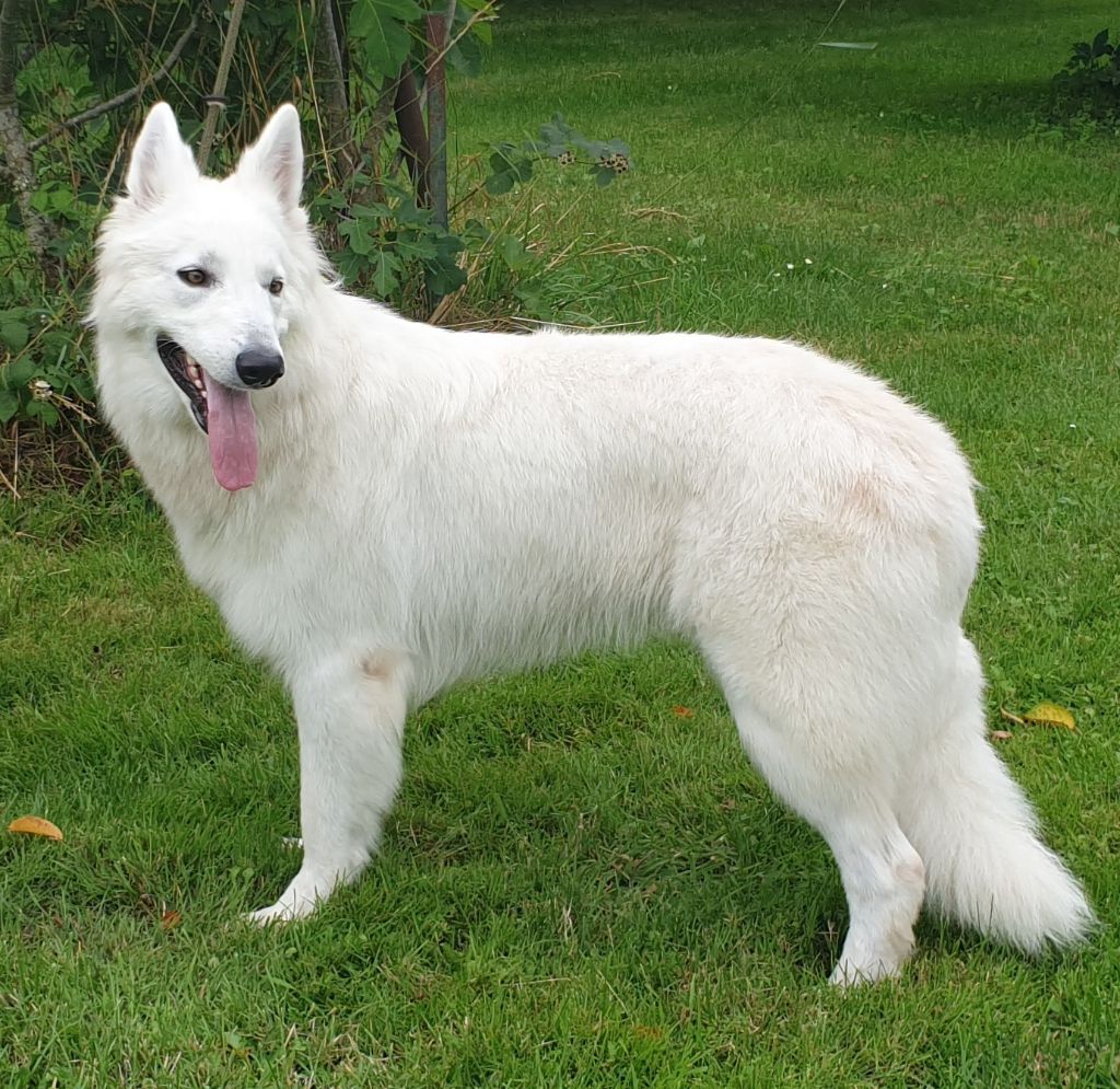 Peluche De La Tanière Du Roulet