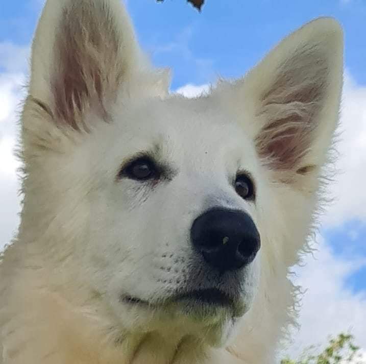 Unique wolf ofworld brenin du Flo des Roses