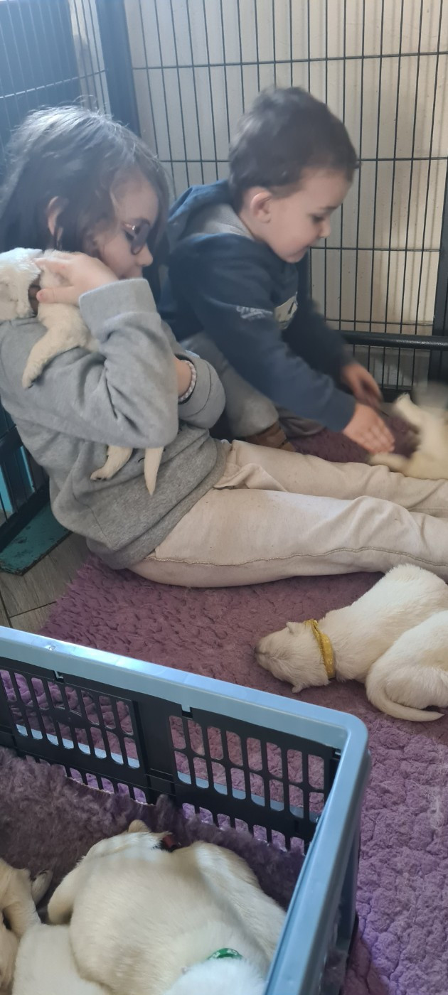 1 mâle et 3 femelles disponibles