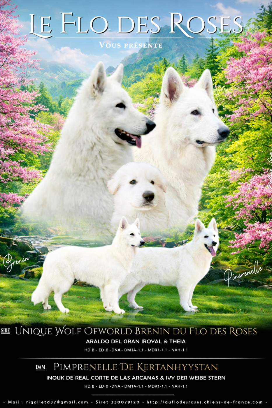 Les saillies ont débuté !