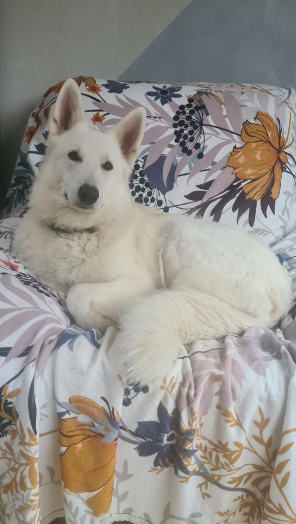 du Flo des Roses - Des bébés arrivent!!