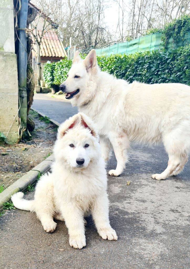 du Flo des Roses - Chiots disponibles - Berger Blanc Suisse