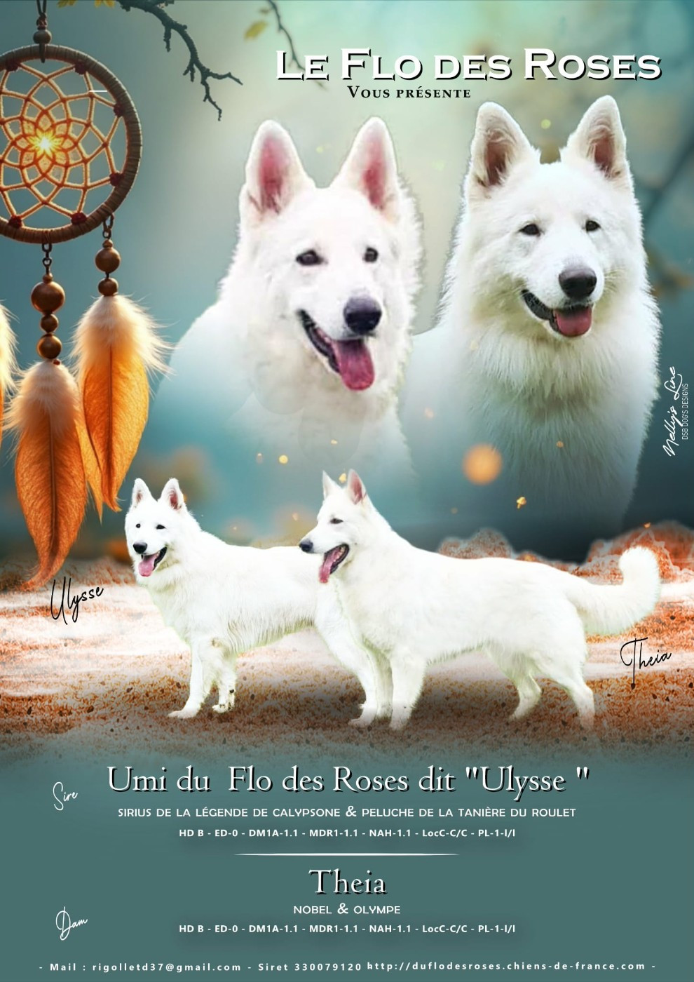 du Flo des Roses - Chiots disponibles - Berger Blanc Suisse
