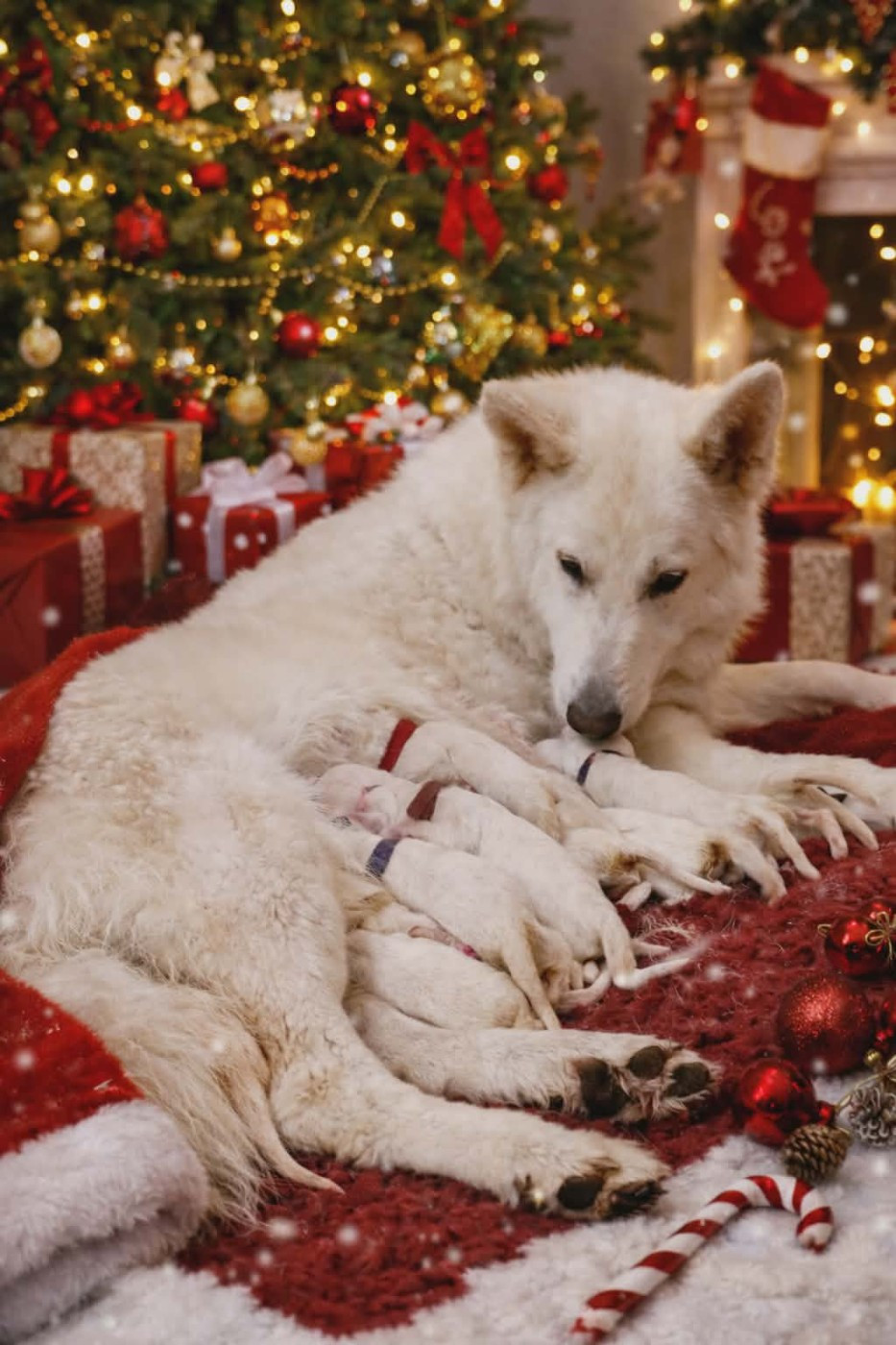 du Flo des Roses - Chiots disponibles - Berger Blanc Suisse