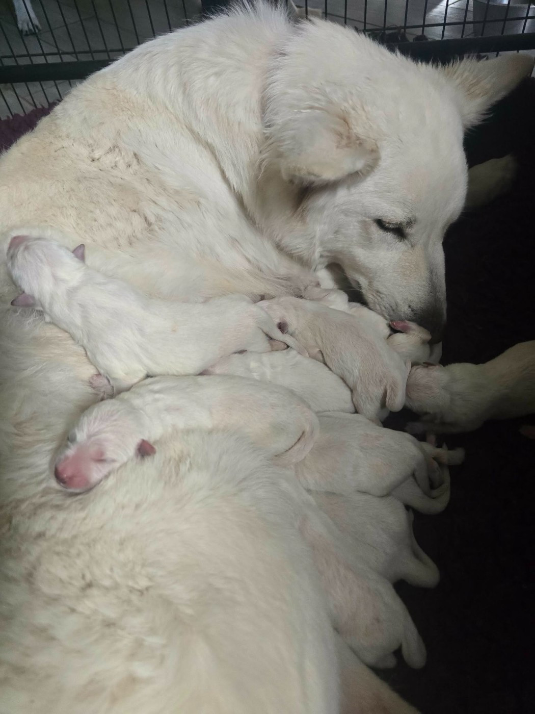 du Flo des Roses - Chiots disponibles - Berger Blanc Suisse