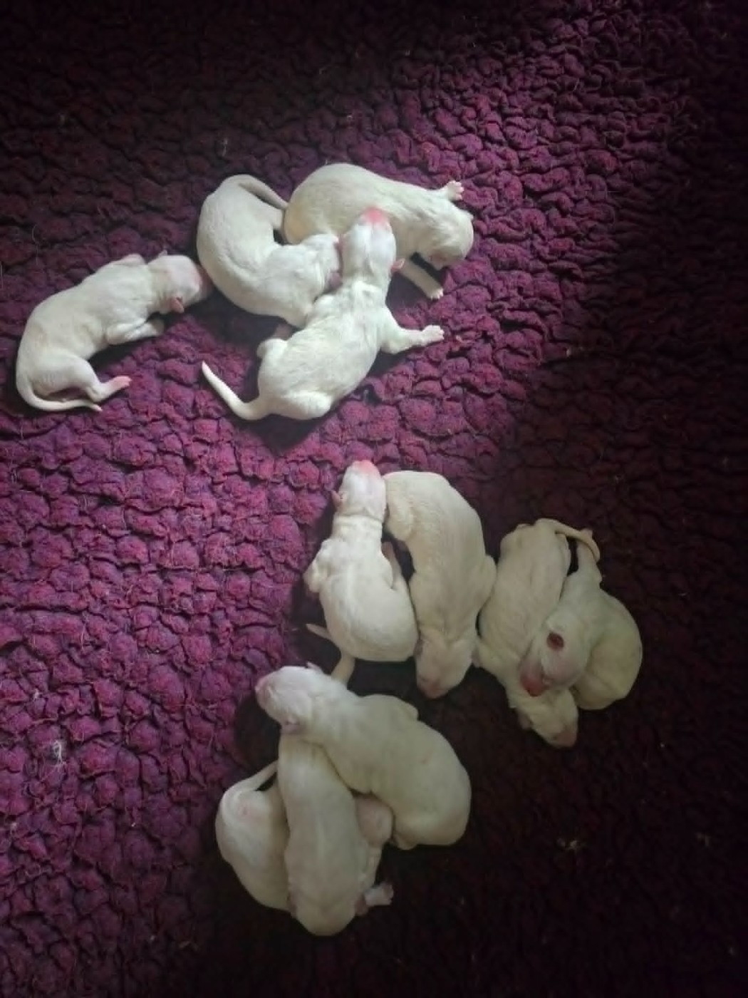 du Flo des Roses - Chiots disponibles - Berger Blanc Suisse