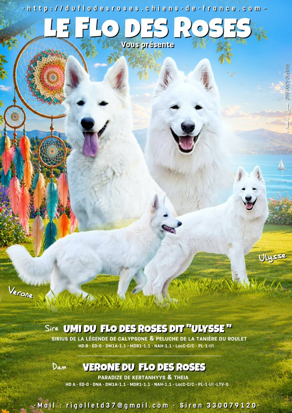 du Flo des Roses - Chiots disponibles - Berger Blanc Suisse