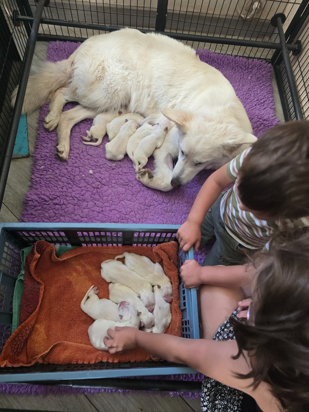 du Flo des Roses - Chiots disponibles - Berger Blanc Suisse