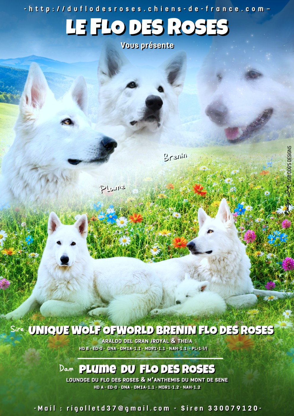 du Flo des Roses - Chiots disponibles - Berger Blanc Suisse