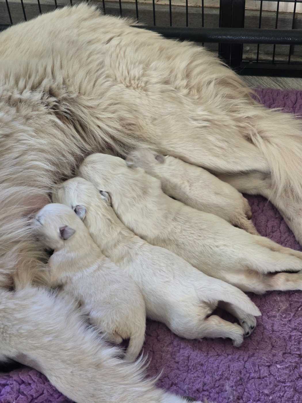 du Flo des Roses - Chiots disponibles - Berger Blanc Suisse