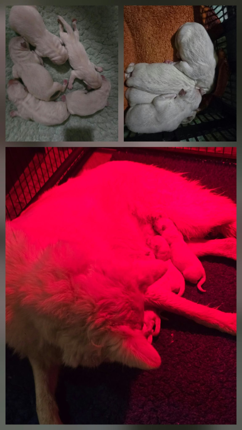 du Flo des Roses - Chiots disponibles - Berger Blanc Suisse