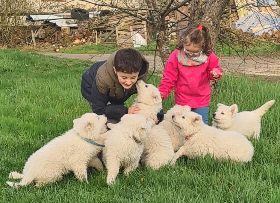 du Flo des Roses - Chiots disponibles - Berger Blanc Suisse