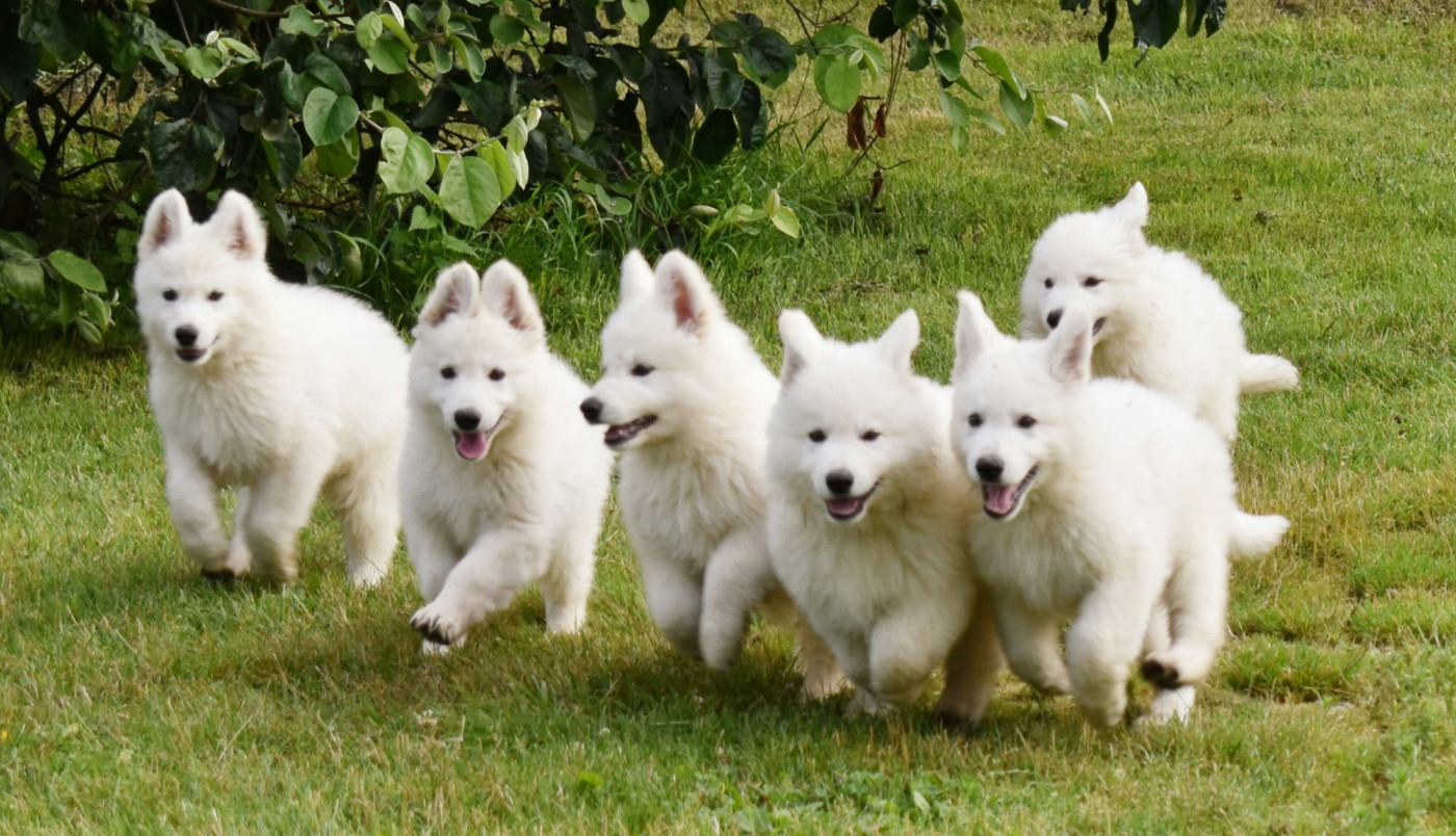 du Flo des Roses - Chiots disponibles - Berger Blanc Suisse