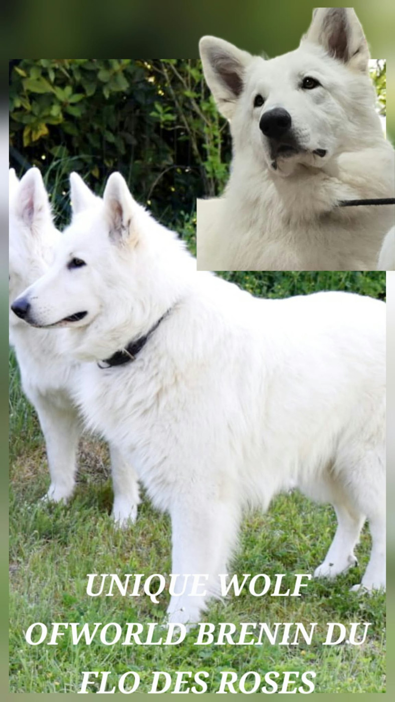 du Flo des Roses - Chiots disponibles - Berger Blanc Suisse