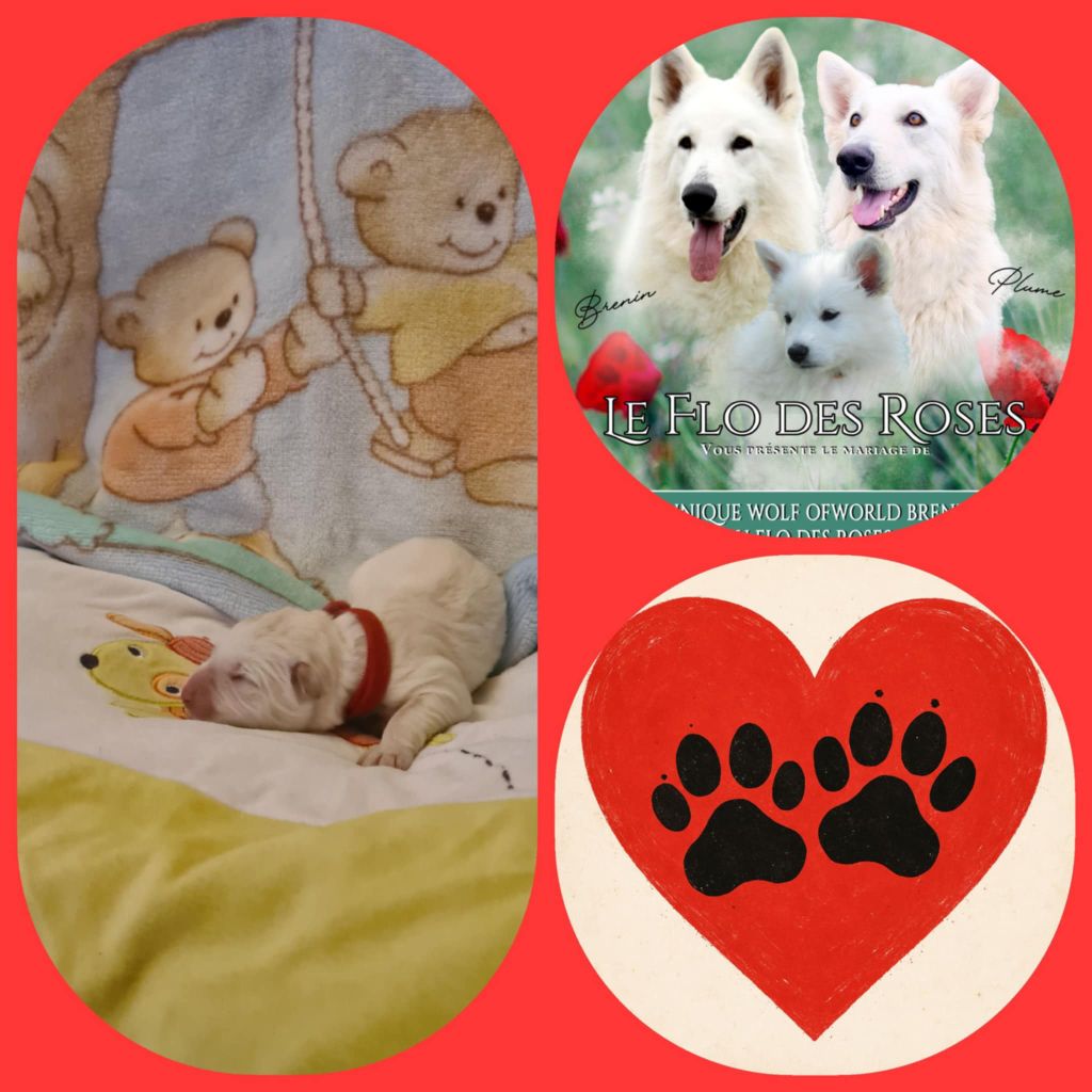 du Flo des Roses - Chiots disponibles - Berger Blanc Suisse