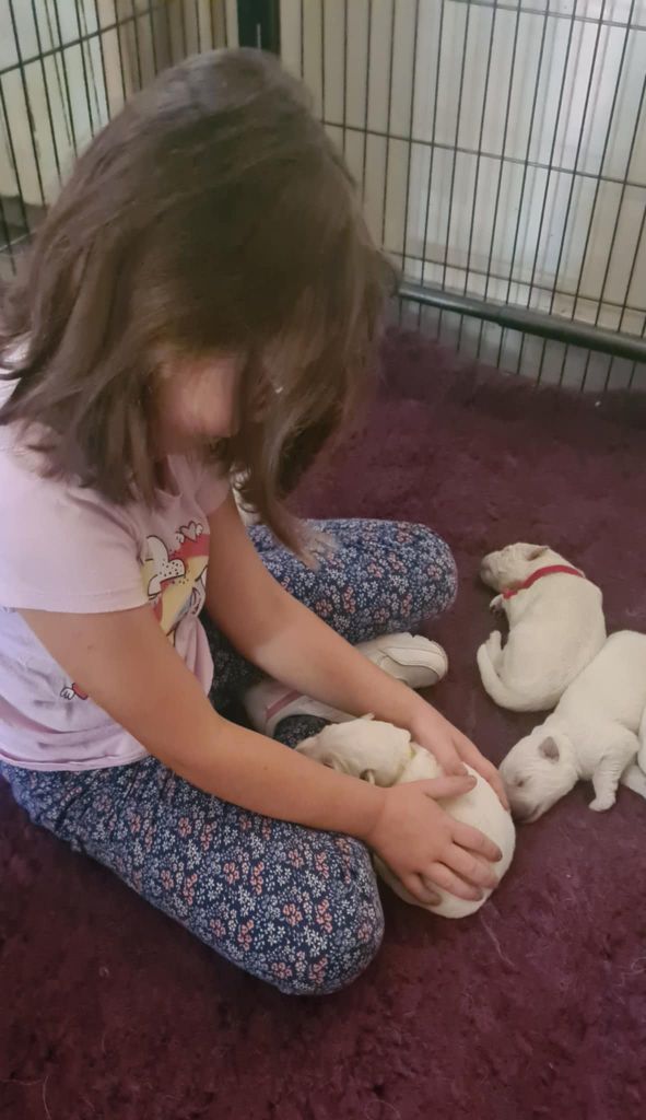 du Flo des Roses - Chiots disponibles - Berger Blanc Suisse