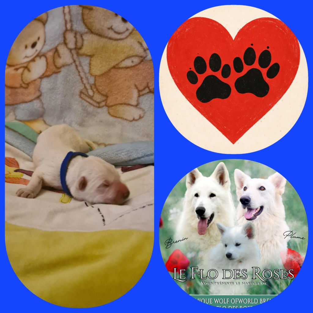du Flo des Roses - Chiots disponibles - Berger Blanc Suisse
