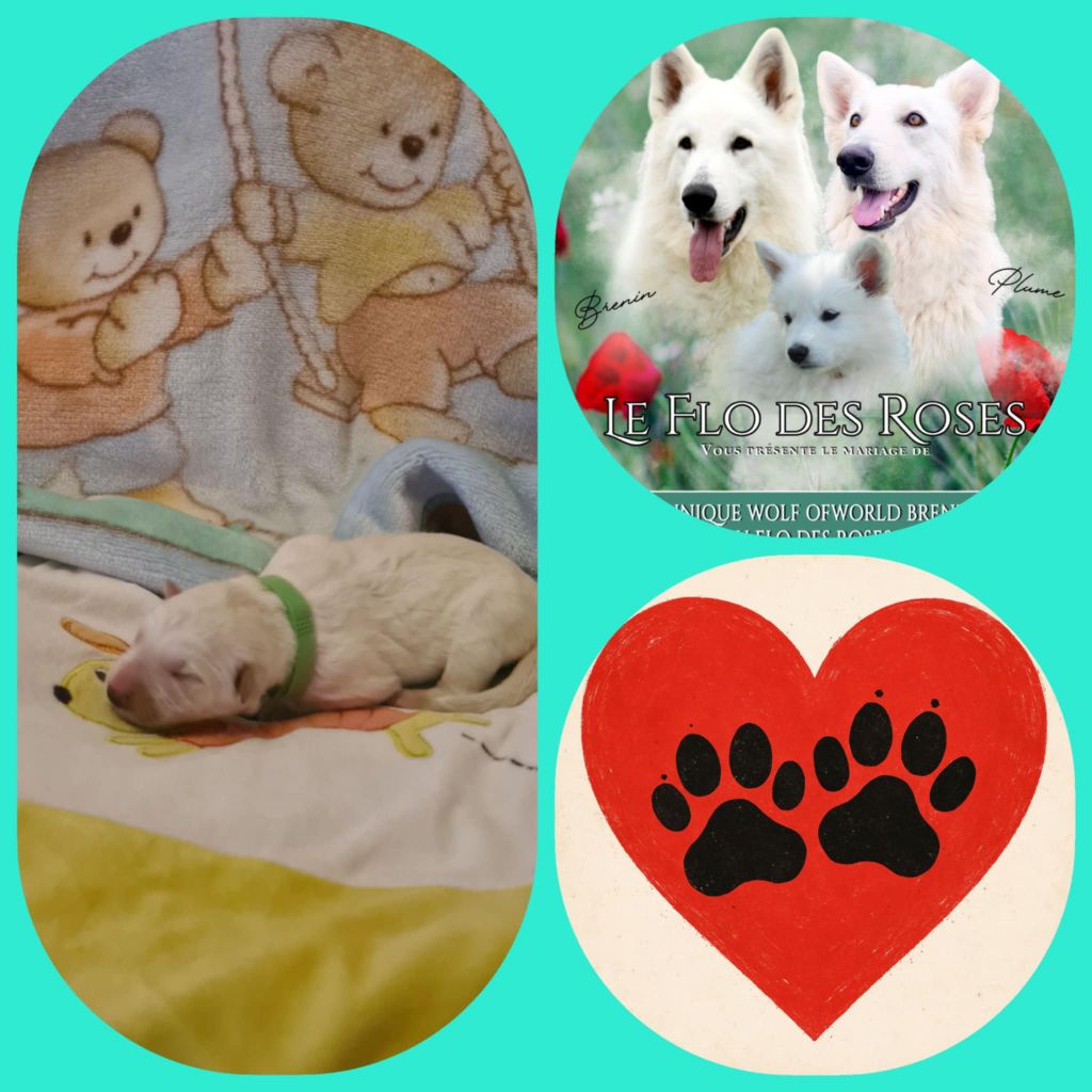 du Flo des Roses - Chiots disponibles - Berger Blanc Suisse