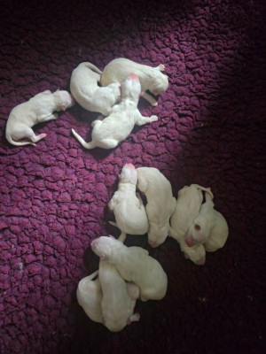 CHIOT 3