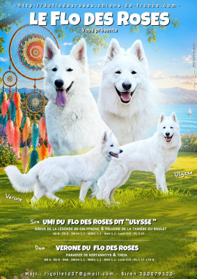 CHIOT 6