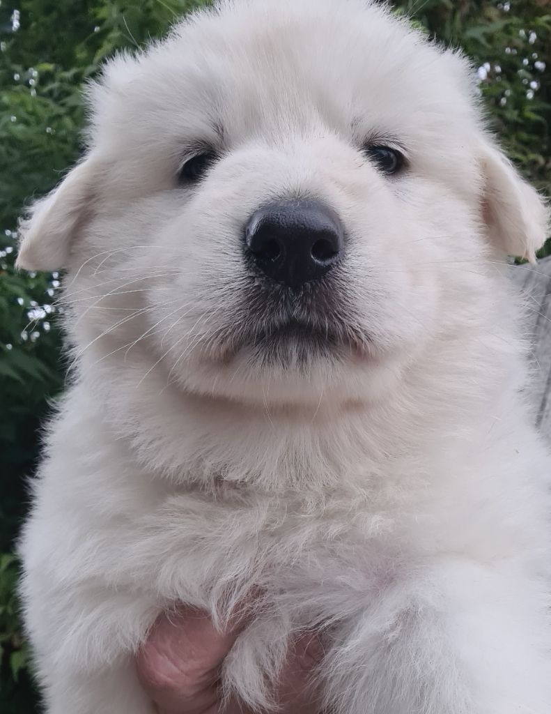 du Flo des Roses - Chiots disponibles - Berger Blanc Suisse