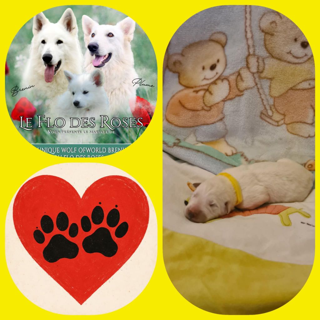 du Flo des Roses - Chiots disponibles - Berger Blanc Suisse